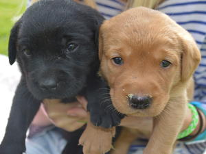 Previous puppies