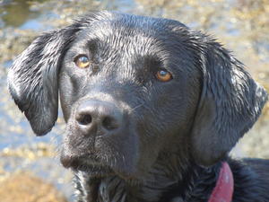 Tarka