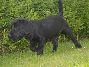 Previous puppies