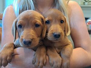 2 girl pups available.