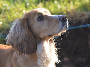 Pip