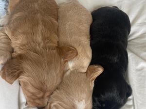 Puppies at 2 weeks