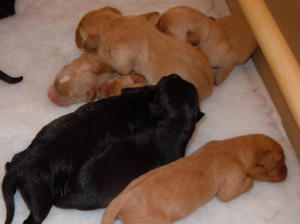 Puppies Day one