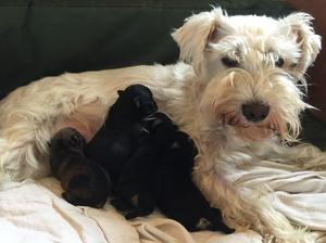 Maggie with her week old pups