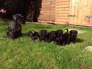 The girl is an angel with her beutiful litter of 6