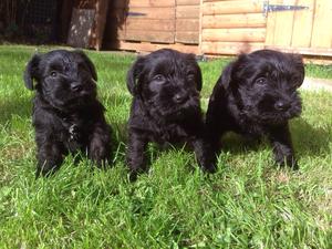 The 3 bitches that are available