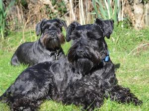 Shepherdland Rambo, known at home as Otto