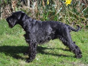 Shepherland Rambo