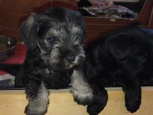Black & Silver Pup from current litter 4 weeks