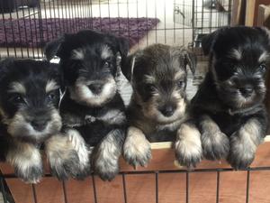 Black & Silver Miniature schnauzers 5 weeks old