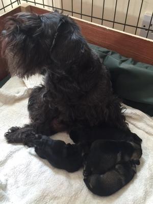 Poppy the proud mother of her new litter, 1 week