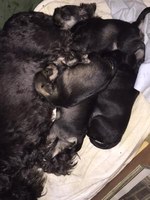 Poppy and her pups