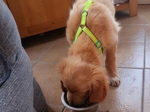 Candys pups