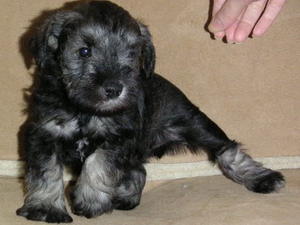 Puppies