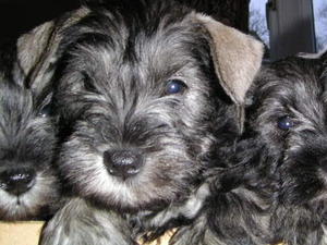 Puppies