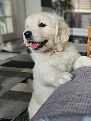 Sale pedigree golden retriever puppies Factory Sale