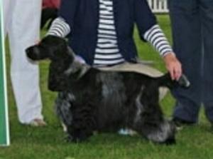 Hugo winning the gundog puppy group