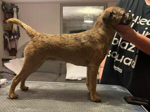Pip,12 months old