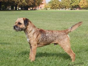Best in Show,Southern Border Terrier Open Show2014