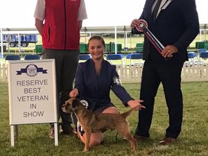 Reserve Best Veteran in Show ,Richmond 2019