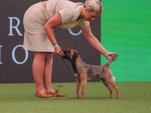 Junior Warrant Winner Crufts 2023(all breeds)
