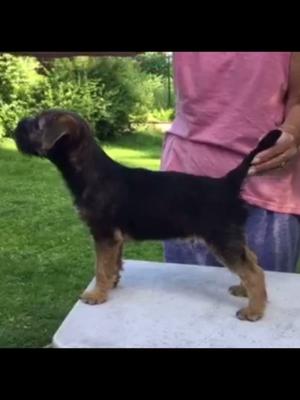 Still in Sweden at 12 weeks with his breeder Erica