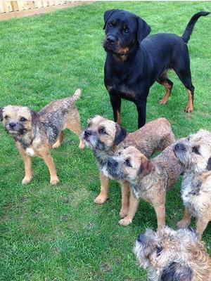 Our dogs at home
