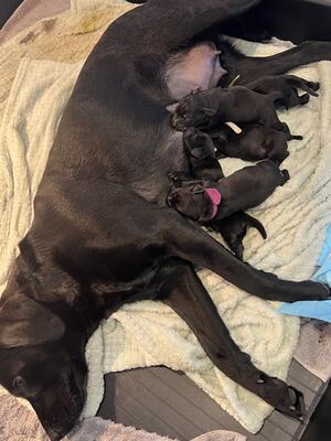 Mum and Pups