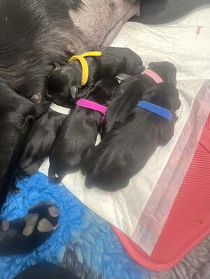 Pups