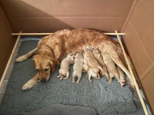The litter at 10 days old