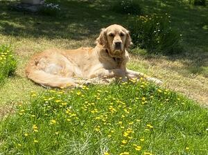 Margot enjoying the sunshine