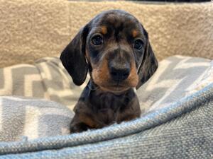Silver Dapple & Tan Dog Available