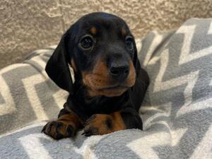 Black & Tan Dog Available