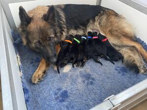 Noo & bundles of Joy