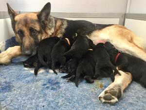 Kissy and her babies