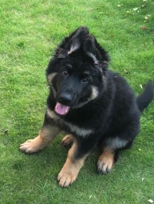 Long coat male, Black & Tan 15weeks