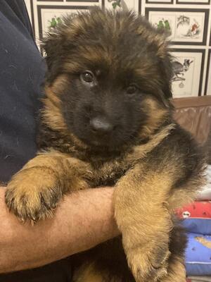 Red collar Black & Tan