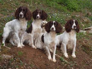 Barney, Misty, Storm and Buster.