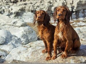 Gatekeeper Chilli and Gatekeeper Spice