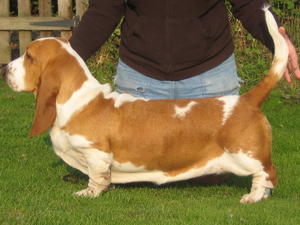 DOTTIE