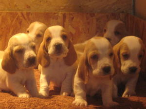 DOTTIES BABIES