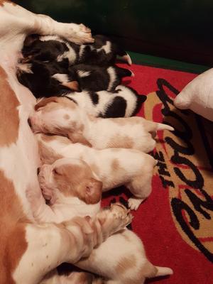 3 WEEKS OLD