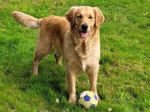 Meg with her favourite ball