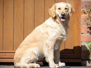 Dolly