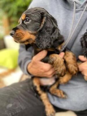 Black and tan
