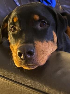 Eylifergs Alwaysthere