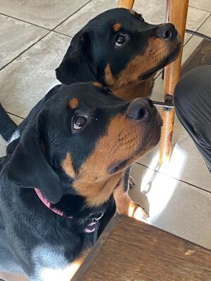 Always & Mili 6mths pups from last litter