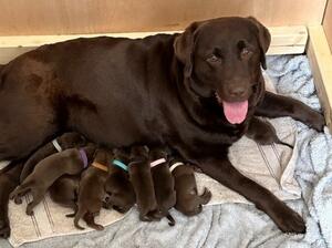 Maisie with her litter