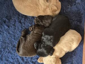 Purdey pups