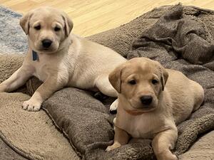 Puppies 5 weeks old